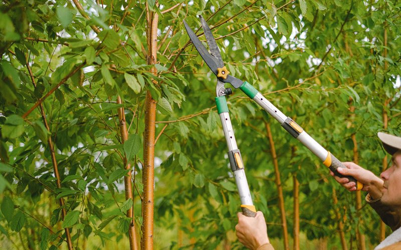 Tree trimming in Morgantown, WV